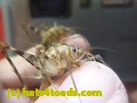 /home//u458753944/public_html/sourcegallery/////////////Insects and small critters/grasshoppers and crickets (Orthoptera)/P1060133.JPG